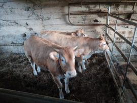 Badatorrela Oiartzungo haragi-zirkuitu propioko aurreneko haragia